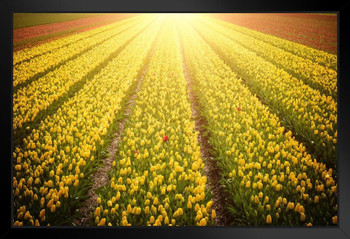 Springtime In The Netherlands Tulip Fields Flowers Growing Landscape Sunset Photo Art Print Stand or Hang Wood Frame Display Poster Print 13x9