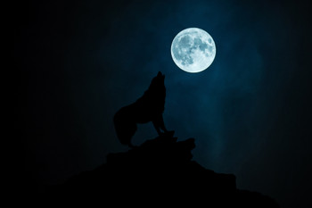 Lone Wolf Silhouette Howling At Moon Night Sky Photo Wolf Posters For Walls Posters Wolves Print Posters Art Wolf Wall Decor Nature Posters Wolf Decorations Cool Wall Decor Art Print Poster 12x18