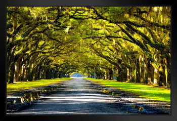 Oak Trees Forming a Canopy Above Southern Road Photo Photograph Art Print Stand or Hang Wood Frame Display Poster Print 13x9