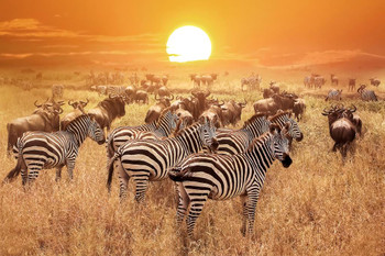 Zebra at Sunset Serengeti National Park Tanzania Africa Photo Print Stretched Canvas Wall Art 24x16 inch