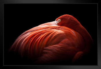 Flamingo Close Up Photograph Flamingo Prints Flamingo Wall Decor Beach Theme Bathroom Decor Wildlife Print Pink Flamingo Bird Exotic Beach Poster Feather Stand or Hang Wood Frame Display 9x13