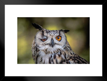 Winking Owl Face Close Up Looking at Camera Wildlife Animal Bird Photo Cute Funny Image Photography Matted Framed Wall Decor Art Print 20x26