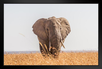 Elephant Feeding on the Savannah of South Africa Photo Photograph Art Print Stand or Hang Wood Frame Display Poster Print 13x9