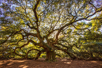 Angel Oak Tree Charleston South Carolina Photo Stretched Canvas Wall Art 16x24 Inch