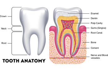 School Nurse Office Decorations Dental Office Decor Human Tooth Anatomy Cross Section Educational Dental Diagram Chart Stretched Canvas Art Wall Decor 24x16