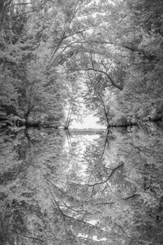 Reflection of Tree Branches in River Photo Poster Black White Photograph Nature Water Branches Hanging Landscape Stretched Canvas Art Wall Decor 16x24