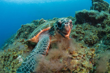 Hawksbill Sea Turtle Underwater Canary Islands Photo Photograph Cool Wall Decor Art Print Poster 18x12