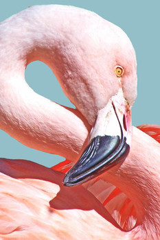 Pink Flamingo Face Head Figure 8 Neck Portrait Close Up Beak Bill Exotic Bird Animal Nature Photo Photograph Stretched Canvas Art Wall Decor 16x24