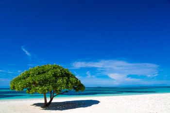 White Sandy Beach with a Green Tree in Maldives Photo Print Stretched Canvas Wall Art 24x16 inch