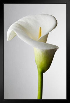 Calla Lily with Stamen Visible Close Up Photo Photograph Art Print Stand or Hang Wood Frame Display Poster Print 9x13