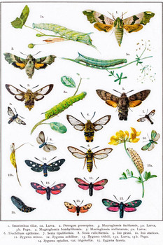 Hawkmoths Sphingidae and Other Moths of Europe Insect Wall Art of Moths and Butterflies butterfly Illustrations Insect Poster Moth Print Stretched Canvas Art Wall Decor 16x24