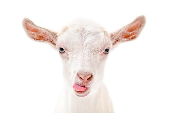 Cute Goat Face Tongue Sticking Out Funny Farm Animal Closeup Portrait Photo Silhouette Nature White Fur Stretched Canvas Art Wall Decor 16x24