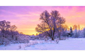 Winter Landscape Forest Trees Covered Snow Sunrise Photo Stretched Canvas Wall Art 16x24 inch