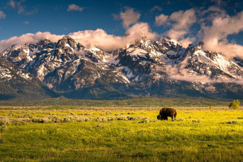 Bison Grazing Below Grand Teton Mountains Photo Photograph Landscape Pictures of Buffalo Pictures Wall Art Bull Pictures Wall Decor Bull Horns for Wall Stretched Canvas Art Wall Decor 24x16