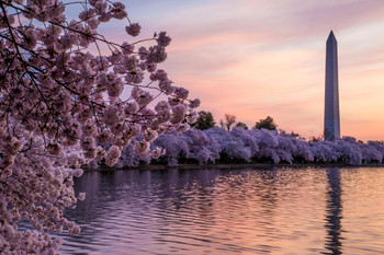 Blossoms Along the Basin Washington Monument Photo Print Stretched Canvas Wall Art 24x16 inch