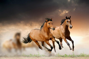 Wild Young Horses Running Free Photo Wild Horses Decor Galloping Horses Wall Art Horse Poster Print Poster Horse Pictures Wall Decor Running Horse Breed Poster Stretched Canvas Art Wall Decor 16x24