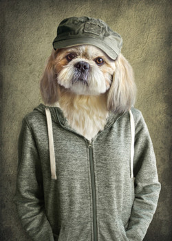 Hipster Shih Tzu Dog Head Wearing Human Clothes Funny Parody Animal Face Portrait Art Photo Cool Wall Decor Art Print Poster 12x18