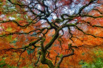 Branching Out in Autumn Portland Japanese Garden Photo Photograph Cool Wall Decor Art Print Poster 18x12