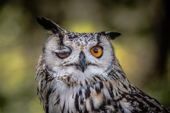 Winking Owl Face Close Up Looking at Camera Wildlife Animal Bird Photo Cute Funny Image Photography Stretched Canvas Art Wall Decor 16x24