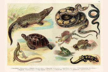 Reptiles Lithograph 1888 Vintage Biology Poster Amphibian Reptile Posters Science Charts and Posters Reptile Scales Biology WIldlife Nature Art Print Stretched Canvas Art Wall Decor 16x24