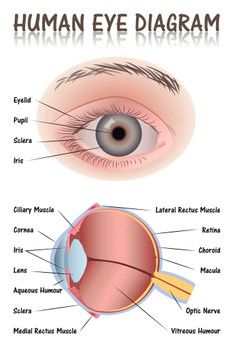 Human Eye Anatomy Medical Chart Educational Diagram Stretched Canvas Wall Art 16x24 inch