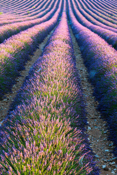Lavender Field in Full Bloom Provence France Photo Print Stretched Canvas Wall Art 16x24 inch