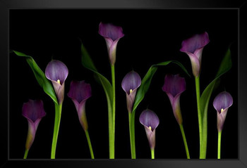 Purple Calla Lilies Photo Photograph Art Print Stand or Hang Wood Frame Display Poster Print 13x9