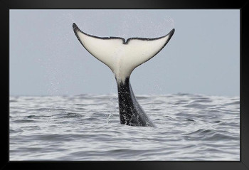 Killer Whales Off California Coast Pacific Ocean Near Carmel Photo Photograph Art Print Stand or Hang Wood Frame Display Poster Print 13x9