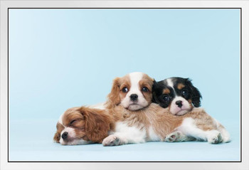 Cavalier King Charles Spaniel Puppies Dogs Relaxing Puppy Black Brown Cute Dog Breed Sleeping Animal Photo Photograph White Wood Framed Art Poster 20x14