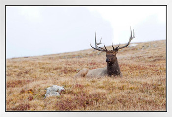 Elk Lying Down Rocky Mountain National Park Photograph Deer Poster Deer Photo Deer Art Deer Pictures Wall Decor Deer Antler Pictures Deer Antler Wall Decor Deer White Wood Framed Art Poster 20x14