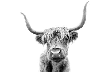Highland Long Haired Cow Scotland Horns Close Up Face Portrait Animal Black White Photo Stretched Canvas Art Wall Decor 16x24