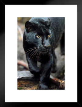 Black Leopard Wild Cat Animal Puma Jaguar Big Cat Walking Stalking Jungle Face Portrait Photo Photograph Matted Framed Art Wall Decor 20x26