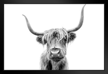Highland Long Haired Cow Scotland Horns Close Up Face Portrait Animal Black White Photo Black Wood Framed Poster 14x20