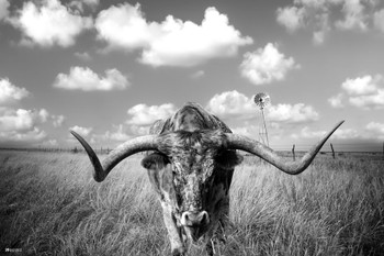 Laminated Texas Longhorn Bull Standing in Pasture Close Up Black and White Photo Art Print Poster Dry Erase Sign 36x24