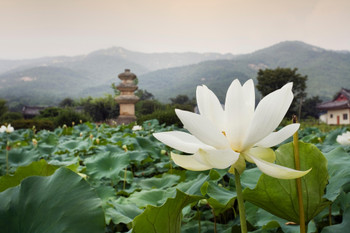 Close Up of Lotus Flower North Gyeongsang Province South Korea Photo Photograph Cool Wall Decor Art Print Poster 18x12