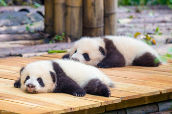 Laminated Baby Panda Cubs Cute Baby Animal Kids Room Baby Nursery Asia Bear Poster Bear Picture of a Bear Posters for Wall Bear Print Wall Art Bear Pictures Wall Decor Poster Dry Erase Wall Art 24x36