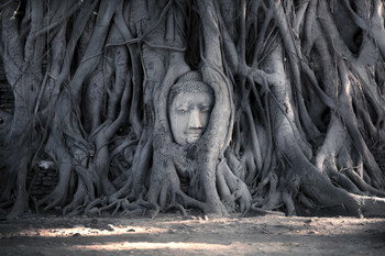Head of Buddha Statue Tree Roots Temple of the Great Relics Thailand Photo Photograph Cool Wall Decor Art Print Poster 18x12
