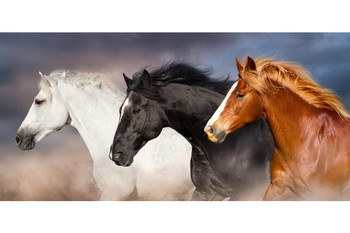 Laminated Horses Racing Portrait Stallion Mare Wild Horses Decor Galloping Horses Wall Art Horse Poster Print Poster Horse Pictures Wall Decor Running Horse Breed Poster Poster Dry Erase Sign 24x36