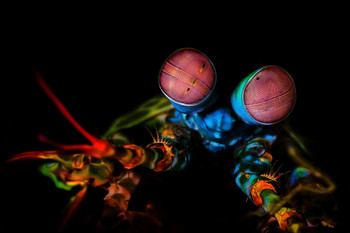 Peacock Mantis Shrimp Tropical Shellfish Cool Shellfish Poster Aquatic Wall Decor Fish Pictures Wall Art Underwater Picture of Fish for Wall Wildlife Reef Poster Cool Wall Decor Art Print Poster 18x12