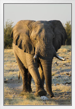 Lonely Male Elephant Walking Etosha National Wildlife Park Photo Photograph White Wood Framed Poster 14x20