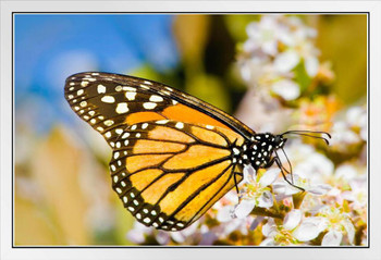 Monarch Butterfly Taking Nectar From a Flower Photo Photograph White Wood Framed Poster 20x14