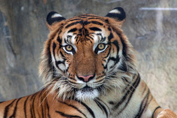 Laminated Sumatran Tiger Body Face Portrait Panthera Tigris Sumatrae Wild Animal Big Cat Photo Poster Dry Erase Sign 24x36