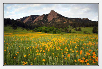 Blooming Yellow Flowers Chataugua Park Colorado Photo Photograph White Wood Framed Poster 20x14