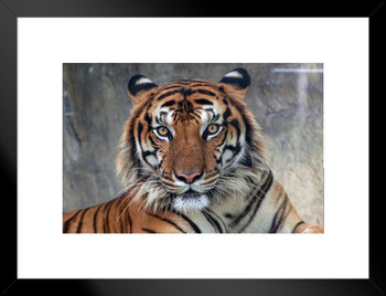 Sumatran Tiger Body Face Portrait Panthera Tigris Sumatrae Wild Animal Big Cat Photo Matted Framed Wall Decor Art Print 20x26