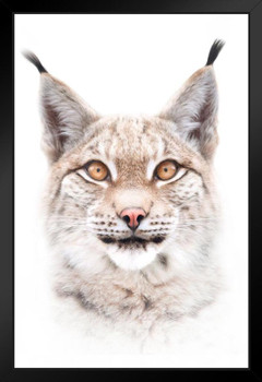 European Lynx Face Portrait Closeup Exotic Big Cat Wild Animal Photo Stand or Hang Wood Frame Display 9x13