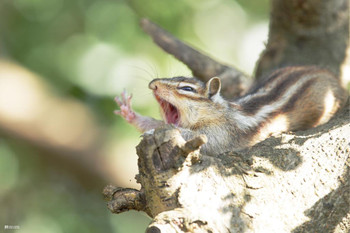 Laminated Chipmunk Yawning Cute Animal Kids Room Decor Home Decor Woodland Nursery Decor Cute Baby Animals Squirrel Pictures Nature Photography Critter Poster Dry Erase Wall Art 24x36