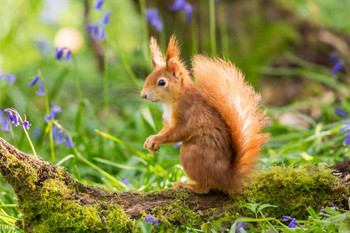 Laminated Red Squirrel Cute Animal Kids Room Decor Home Decor Woodland Nursery Decor Cute Baby Animals Squirrel Pictures Nature Photography Critter Poster Dry Erase Wall Art 24x36