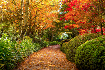 Footpath in Autumn Season Mount Wilson Australia Photo Photograph Cool Wall Decor Art Print Poster 18x12