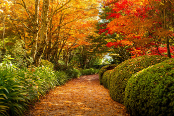 Colorful Autumn Leaves Sydney Australia Tree Forest Fall Cool Wall Art Print Poster 18x12