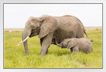 Adult and Baby Elephant Field Photo African Elephant Wall Art Elephant Posters For Wall Elephant Art Print Elephants Wall Decor Photo Of Elephant Tusks Cute Baby White Wood Framed Poster 20x14